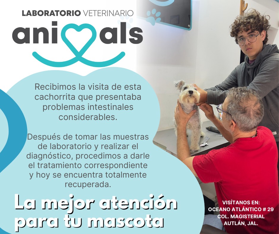 Caso de éxito – cachorrita recuperada con tratamiento Animals