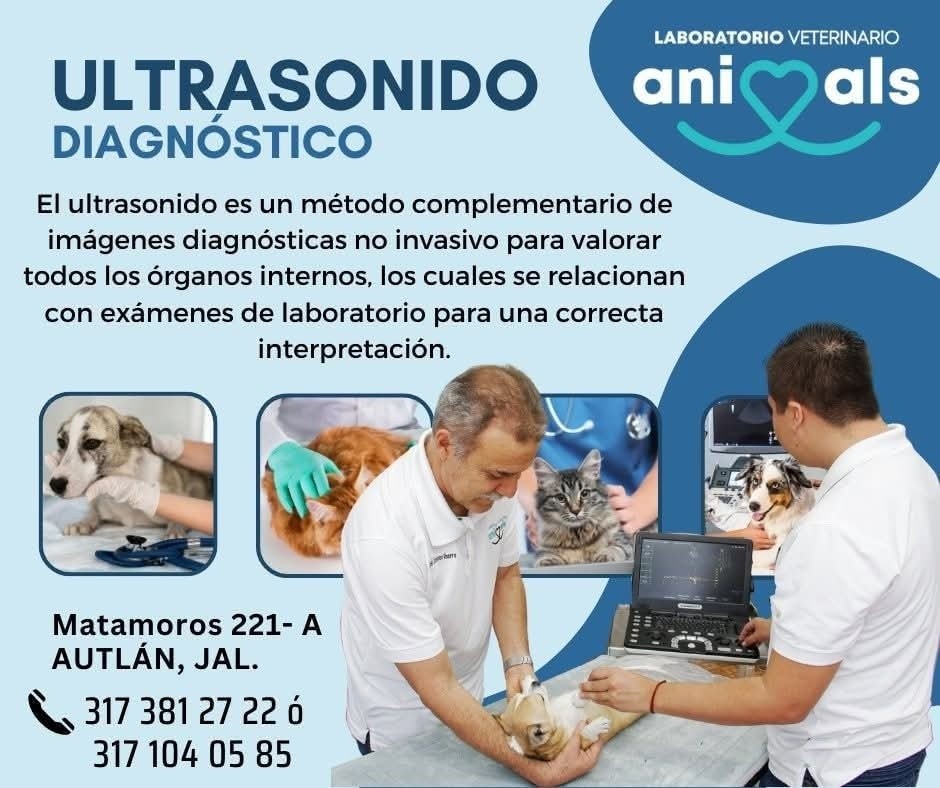 Ultrasonido diagnóstico veterinario